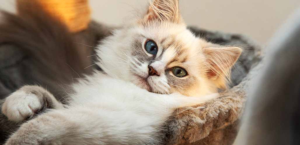 Lynx bleu Chat Ragdoll - img