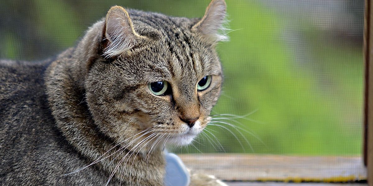 Lynx des Highlands - img