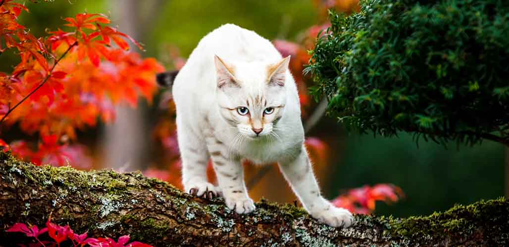 Lynx des neiges Bengal Soins et caractéristiques du chat - img