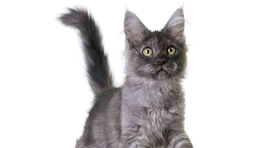 Maine Coon bleu - img