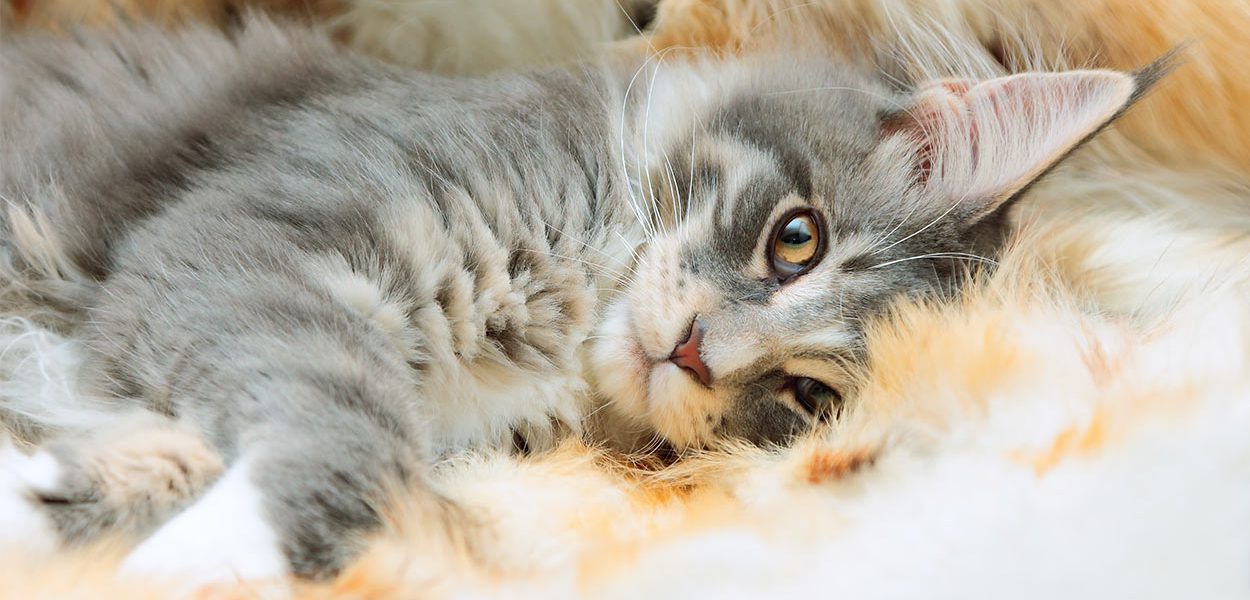 Maine Coon Cat Names - img