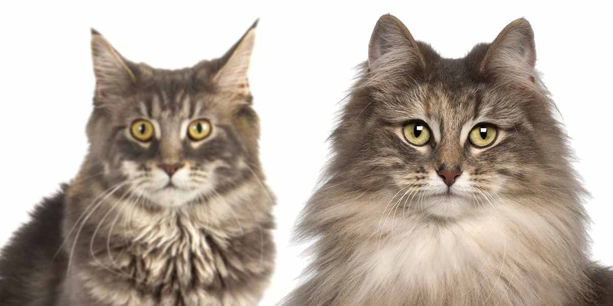 Maine Coon vs Chat des forêts norvégiennes - img