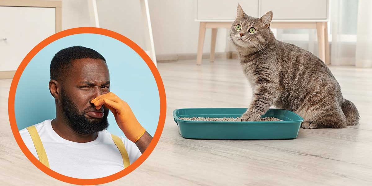 Meilleur bac à litière pour chat pour le contrôle des odeurs - img
