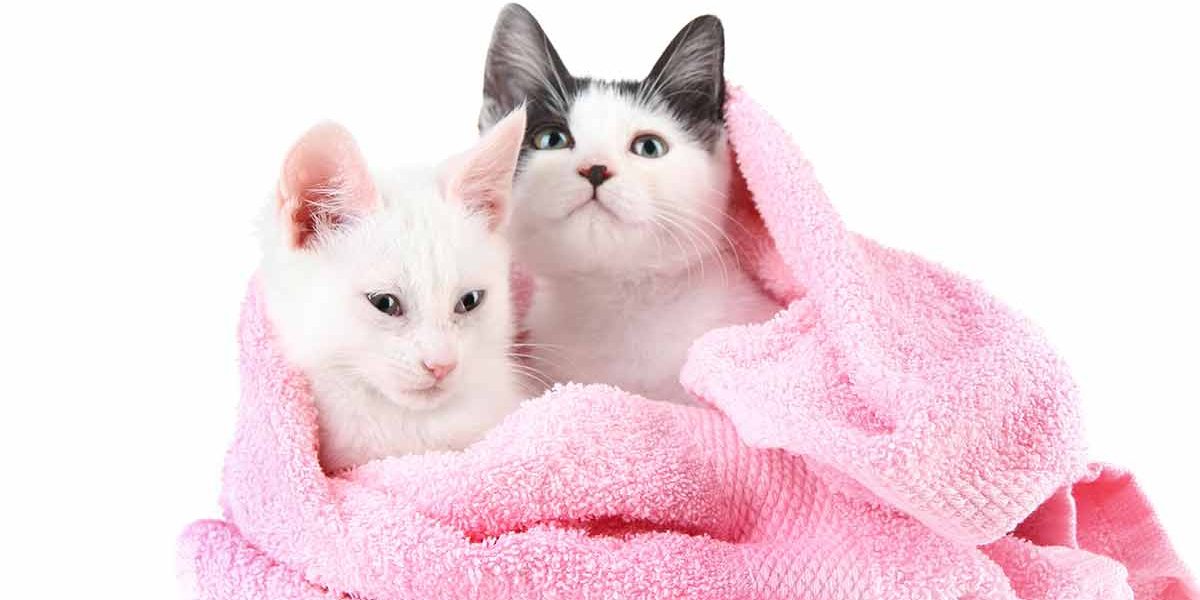 Meilleur shampooing pour chaton pour les chats plus jeunes - img