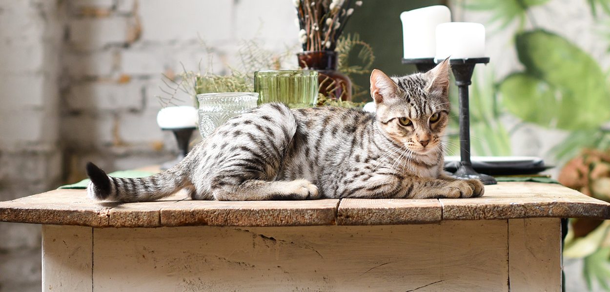 Meilleure alimentation pour les chats Savannah - img