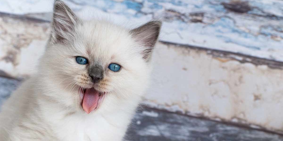 Meilleure brosse pour chats Ragdoll - img