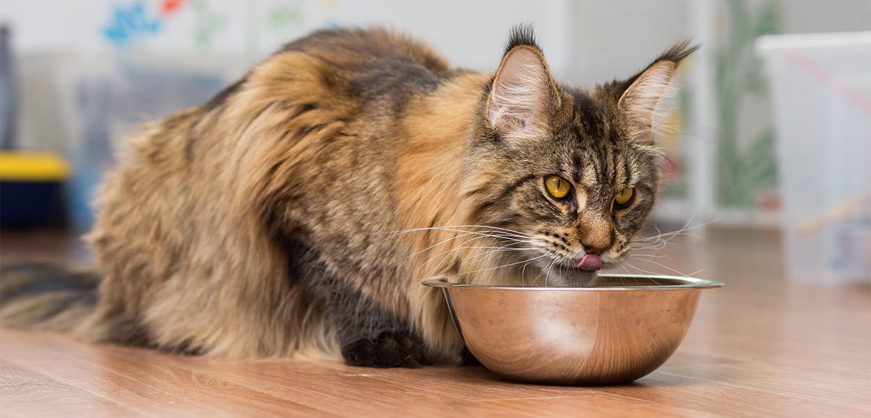 Meilleure nourriture pour chats Maine Coon - img