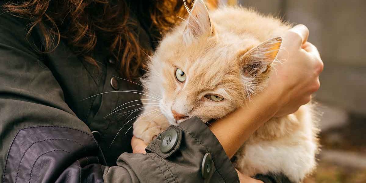 Metacam pour les chats - Utilisation, posologie et effets secondaires - img