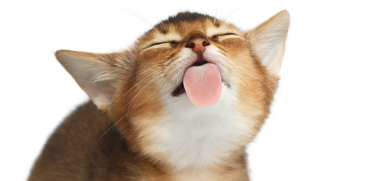 Miel de Manuka pour les chats - Est-ce vraiment efficace ? - img
