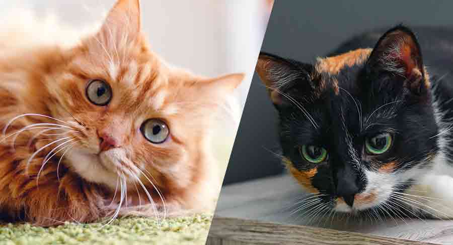 Modèles de fourrure de chat - img