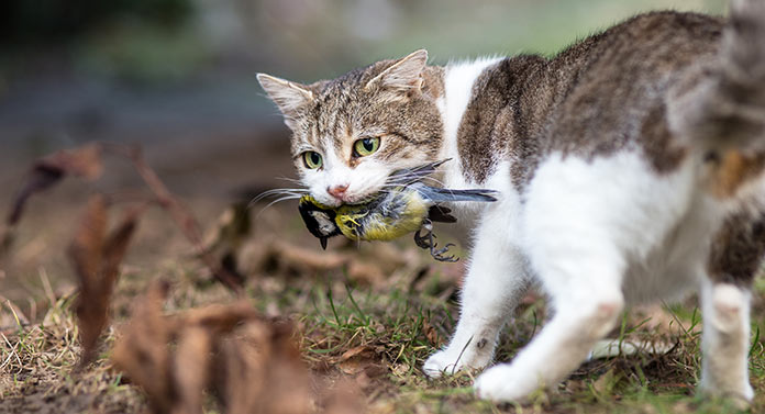Mon chat a attrapé un oiseau, que dois-je faire ? - img