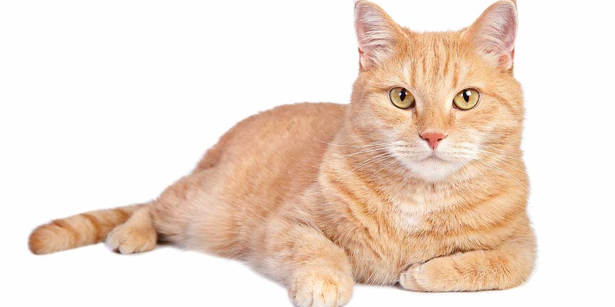 Mythes et faits sur le chat orange tabby - img