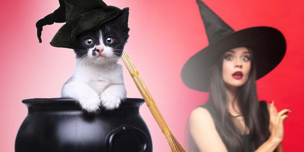 Noms de chat de sorcière - 350 idées magiques pour votre nouveau chaton - img