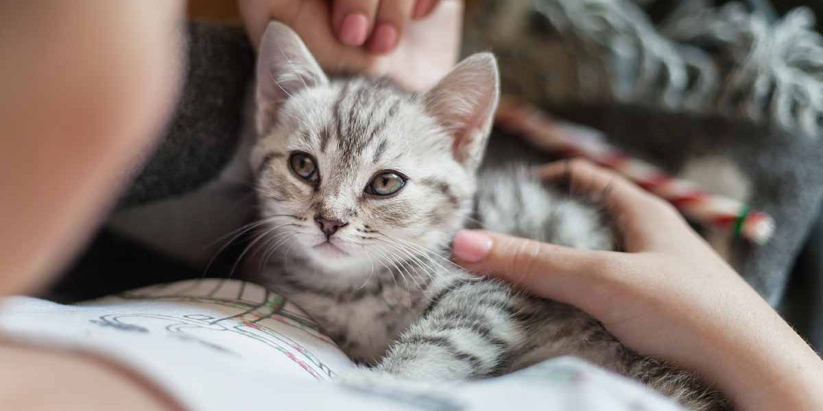 Noms de chat féminins uniques - Les meilleurs noms originaux de chattes - img