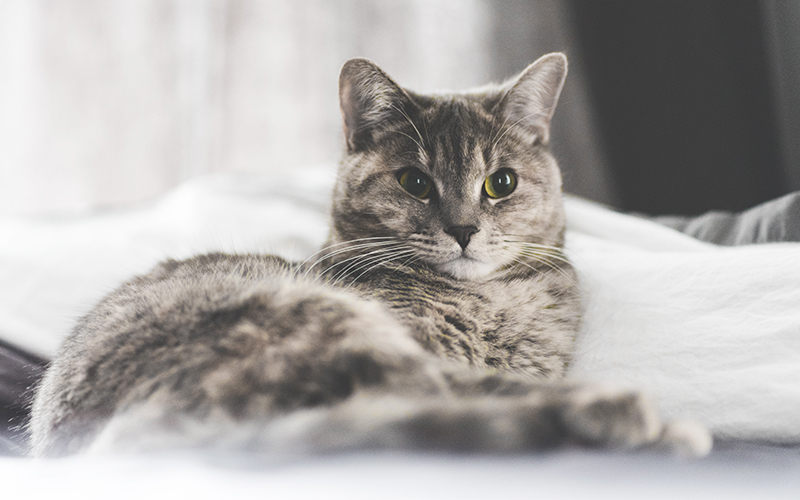 Noms de chat uniques - Plus de 140 noms inhabituels pour les chats - img