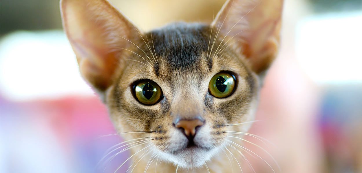 Noms de chats abyssins - 115 belles idées - img
