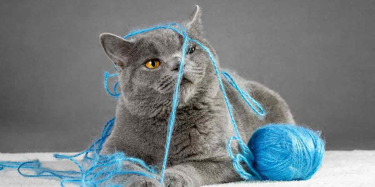 Noms de chats bleus britanniques - Avec ces idées, vous serez tout sauf bleu ! - img