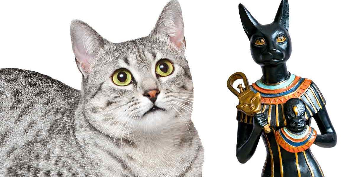 Noms de chats égyptiens - 300 idées fantastiques inspirées par l'Égypte - img