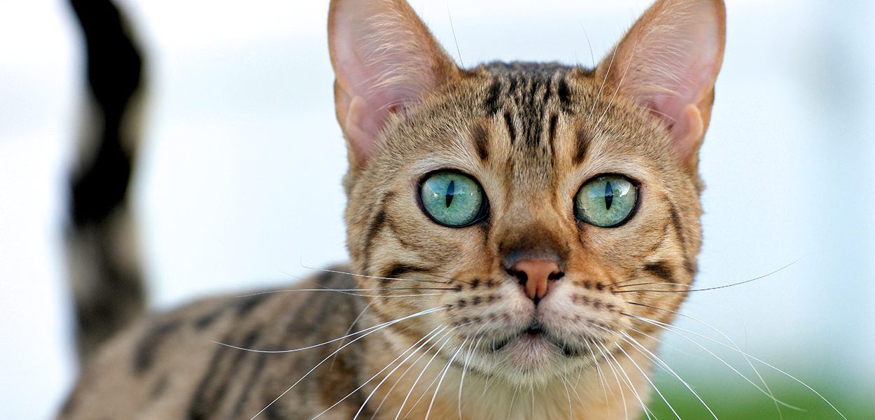 Noms de chats exotiques - img