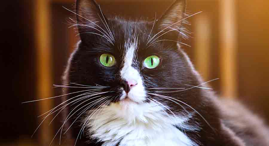 Noms de chats femelles noirs et blancs - img