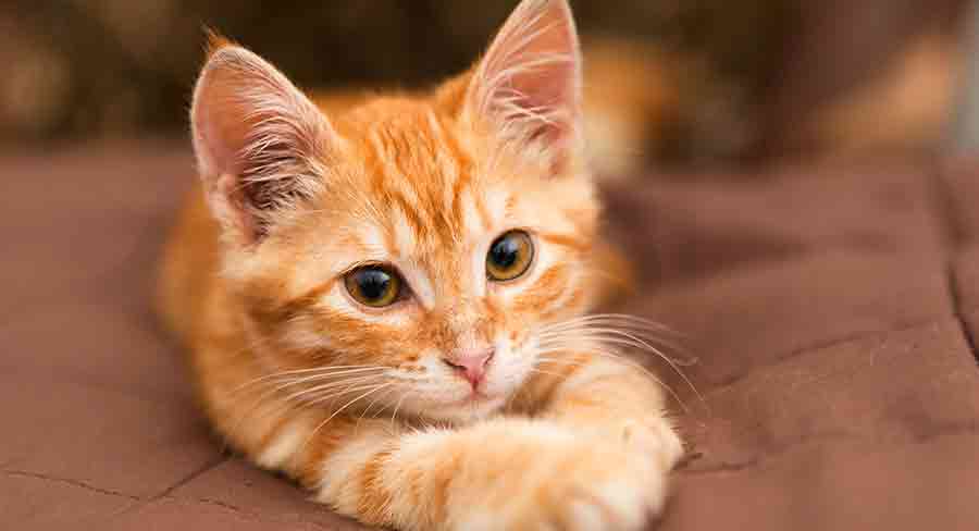 Noms de chats femelles orange - img