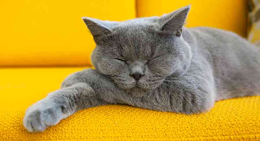Noms de chats gris : 250 superbes noms pour les chatons gris - img