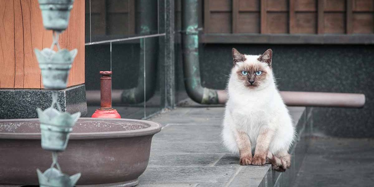 Noms de chats japonais - 180 idées géniales inspirées du Japon - img