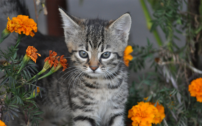Noms de chats mignons - 200 meilleurs choix pour de jolis minous ! - img