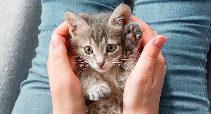 Noms de chats mignons - img