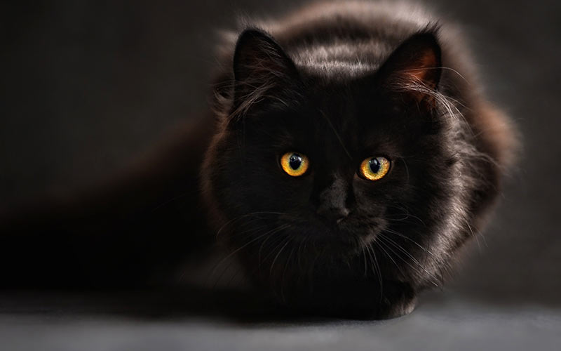 Noms de chats noirs - 250 idées étonnantes - img