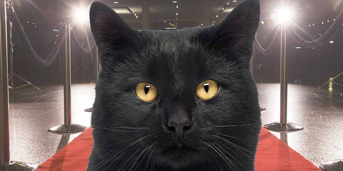 Noms de chats noirs célèbres : Combien en reconnaissez-vous ? - img