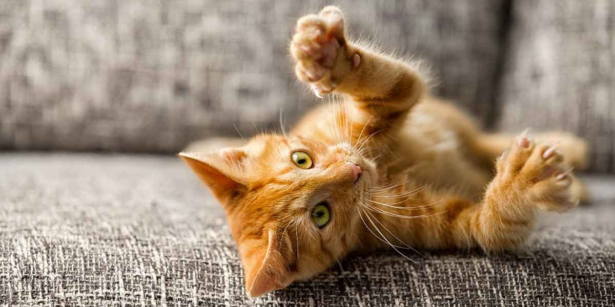 Noms de chats orange - 169 noms étonnants pour les chatons roux - img