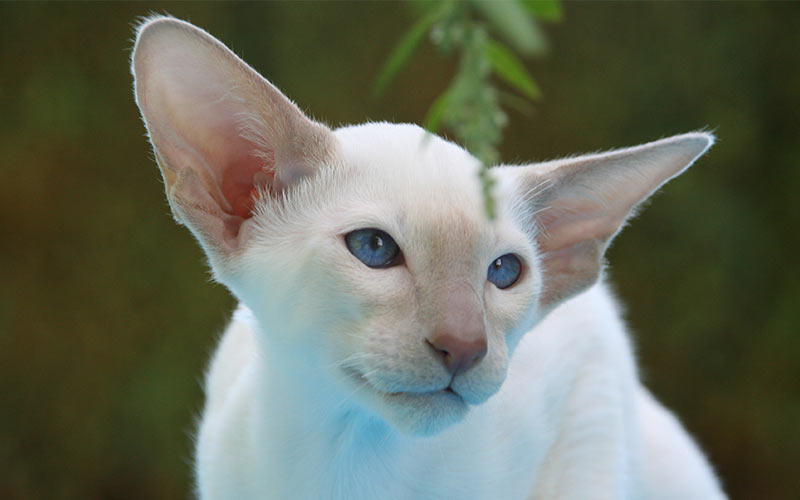 Noms de chats siamois - 200 idées géniales - img