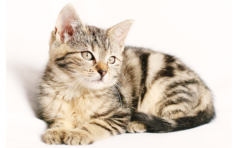 Noms de chats sympas - Plus de 300 noms de chats sympas - img