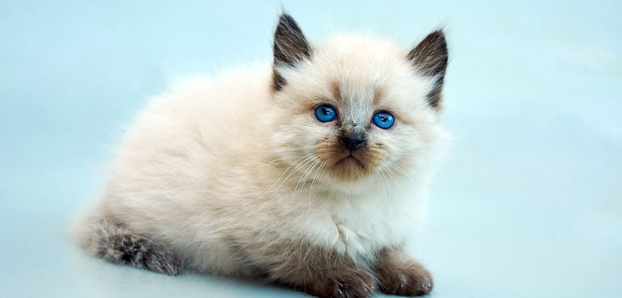 Noms des chats balinais - 125 superbes suggestions - img