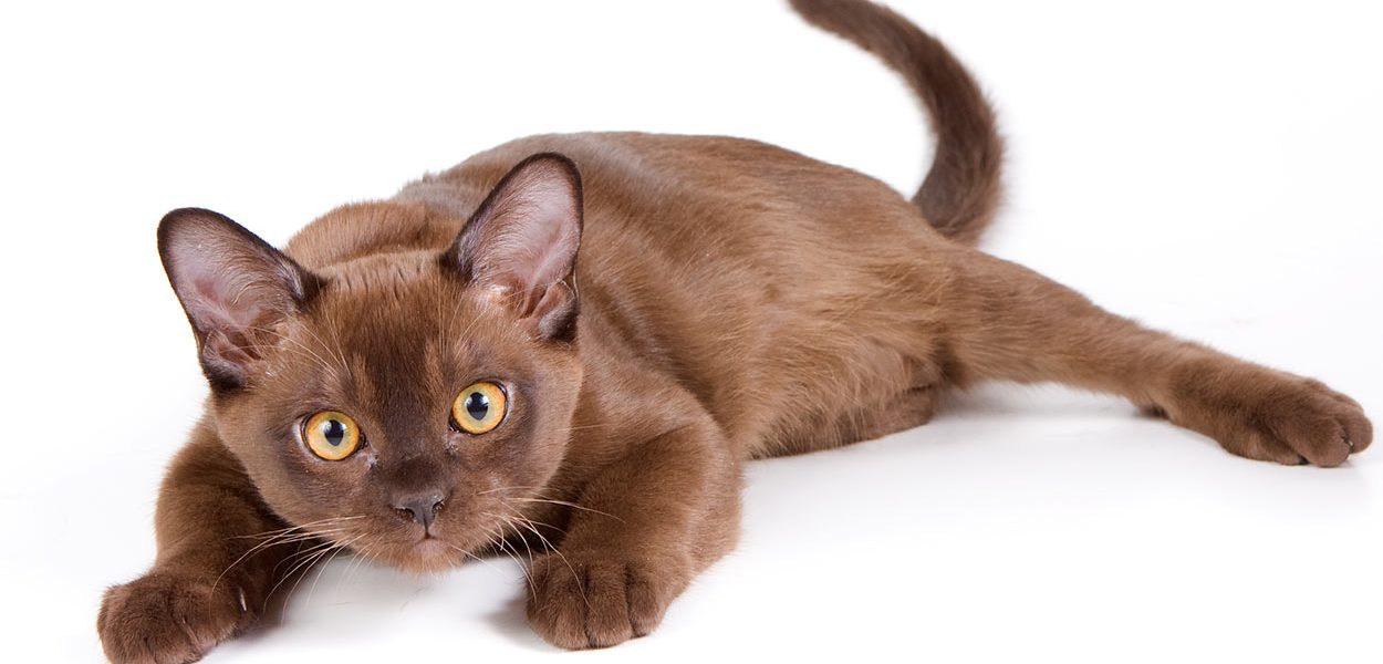 Noms des chats birmans - img