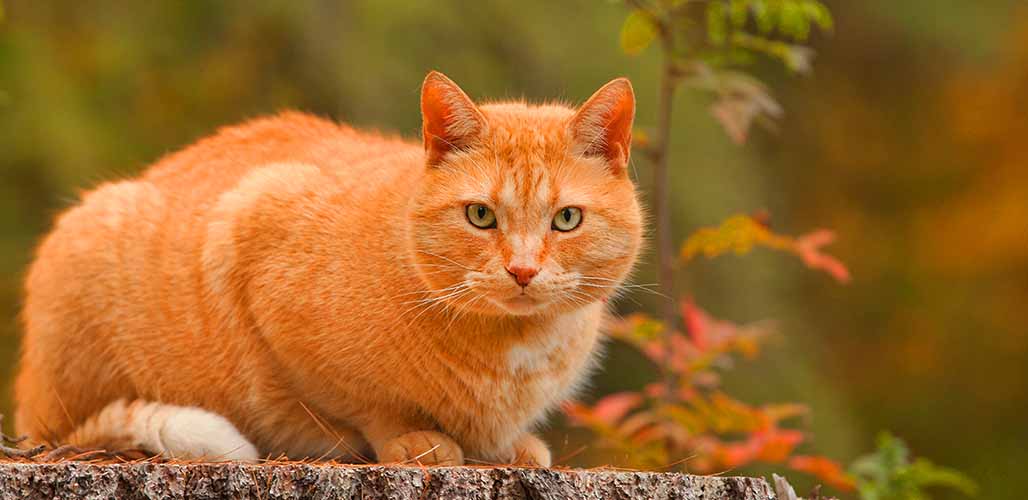 Noms des chats jaunes - img