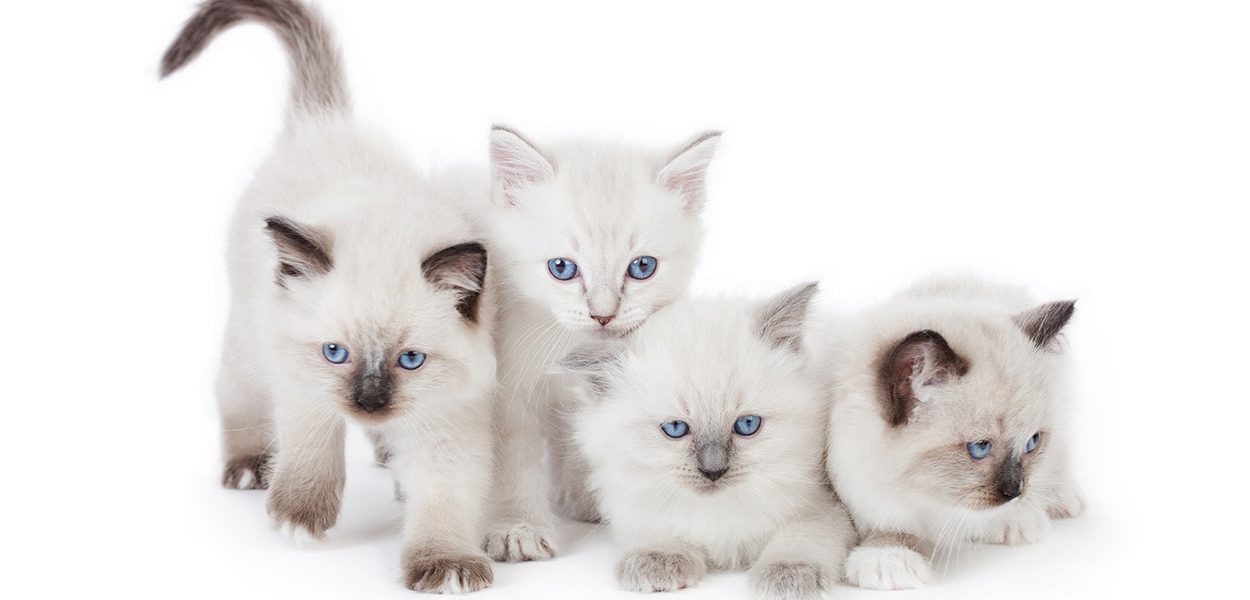 Noms des chats Ragdoll - img