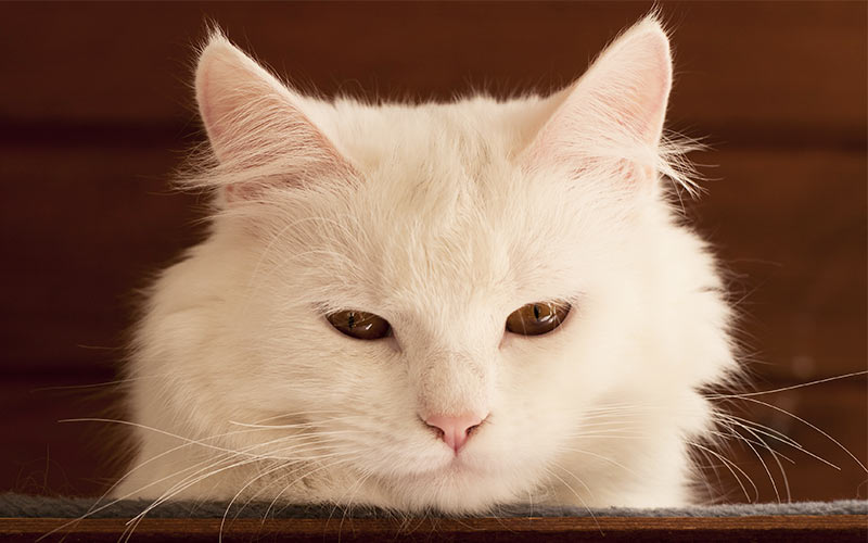 Noms pour chats blancs - Notre top 100 des noms de chats blancs - img