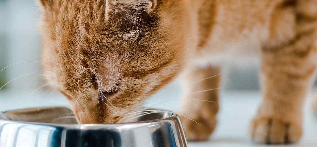 Nourrir son chat - un guide simple - img