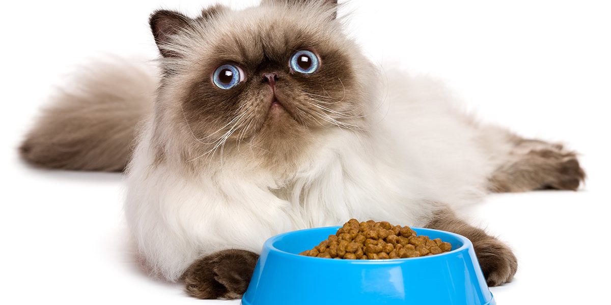 Nourriture pour chats persans - img