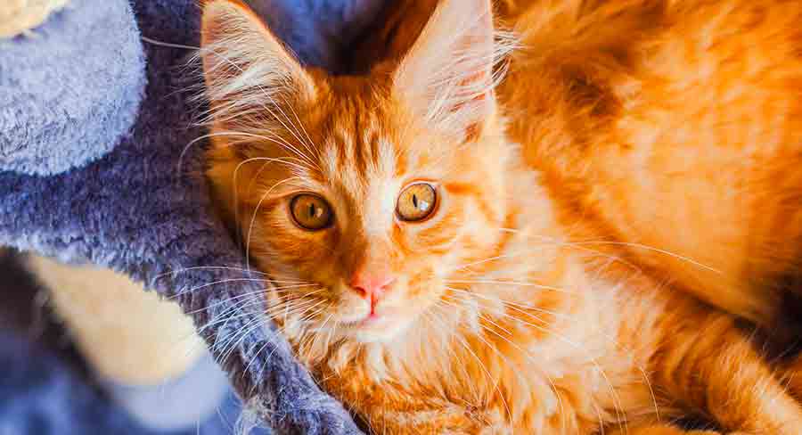 Orange Maine Coon - img
