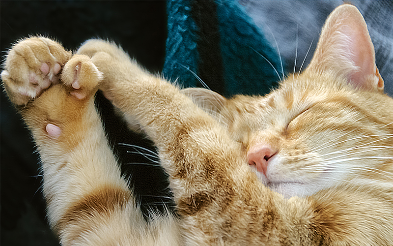 Pattes de chat polydactyle - img