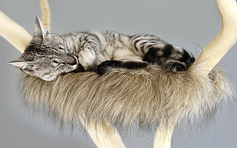 Perchoirs pour grands chats - img