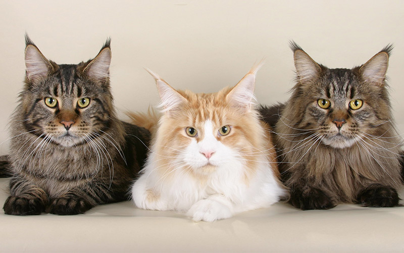 Photos de chats Maine Coon - img