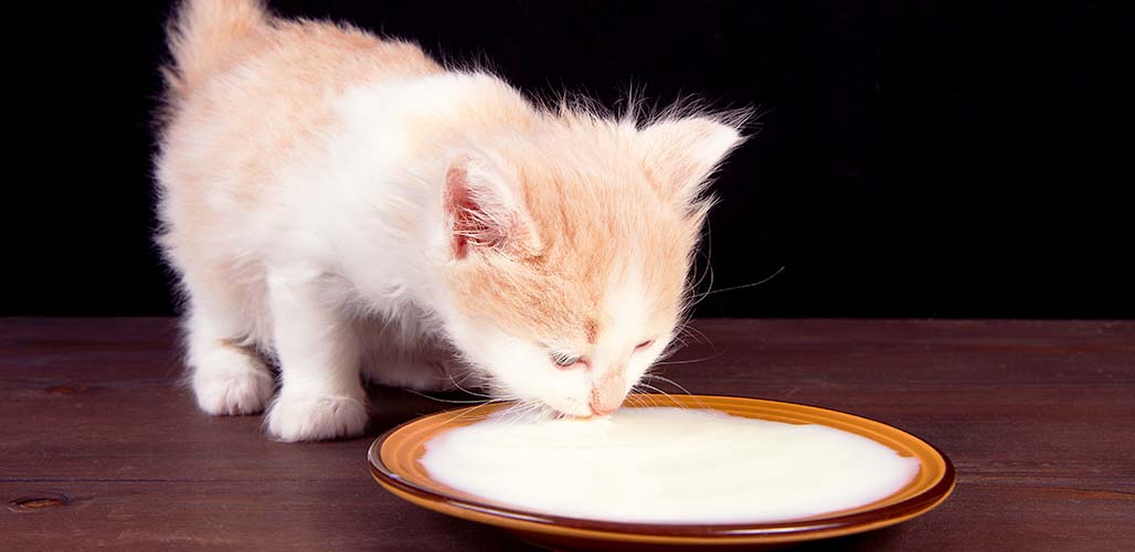Pourquoi les chats aiment-ils tant le lait ? - img