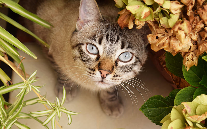 Pourquoi les chats mangent-ils des plantes ? - img