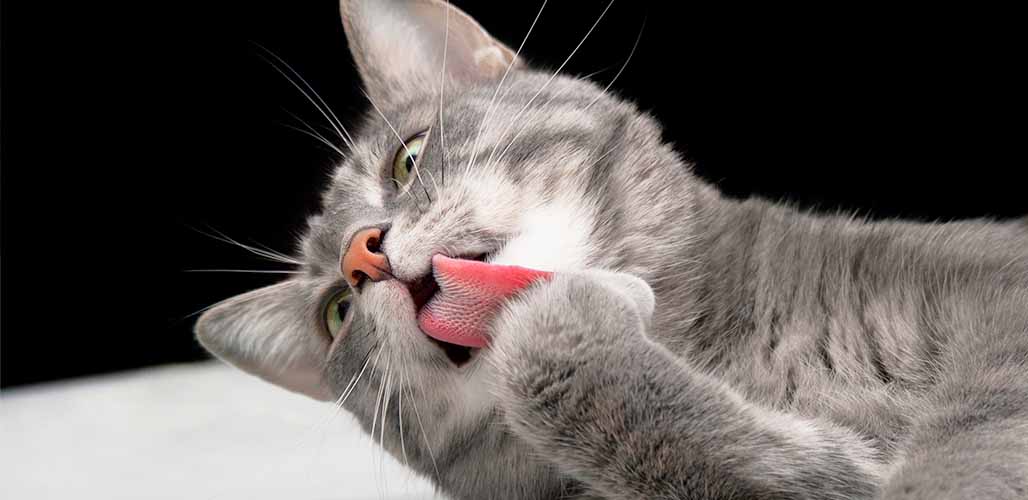 Pourquoi les chats mangent-ils leurs poils ? - img