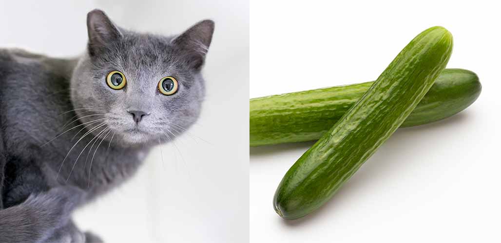Pourquoi les chats ont-ils peur des concombres et des bananes ? - img