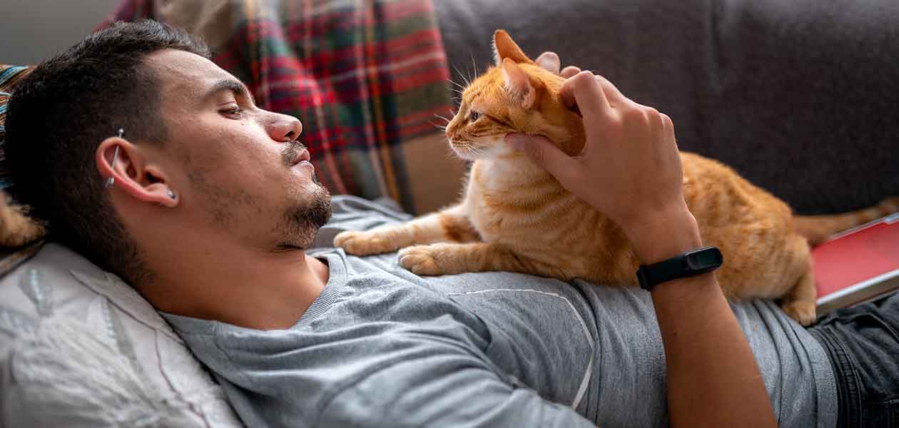 Pourquoi les chats orange tabby sont-ils si affectueux ? - img